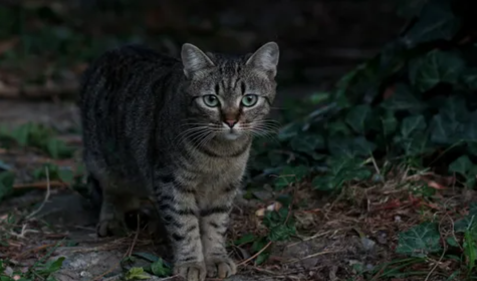 Картинка из сети интернет для иллюстрации