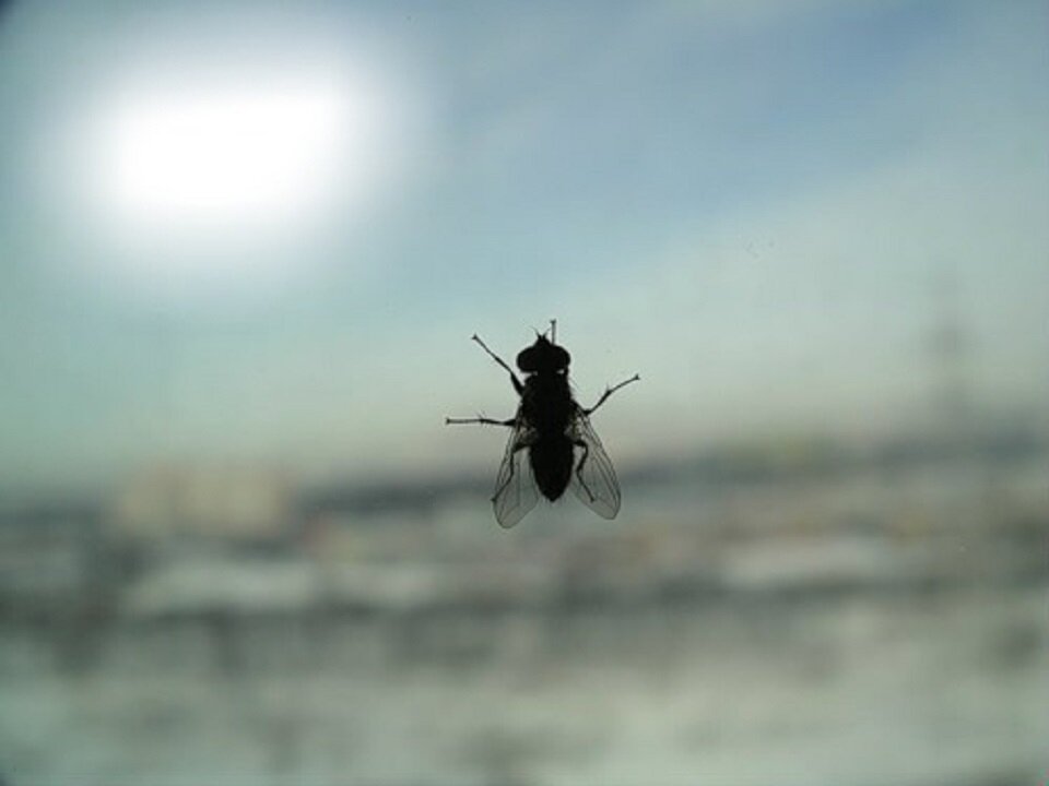 Билась муха. Муха на окне. Муха на стекле. Муха издалека. Муха из далека.