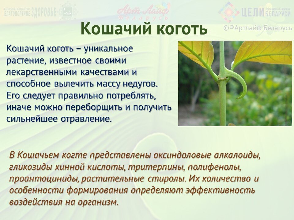 Кошачий коготь схема приема