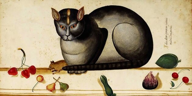 Улиссе Альдрованди. Мышь и кот. Источник изображения — страница https://lifehacker.ru/cats-and-science/