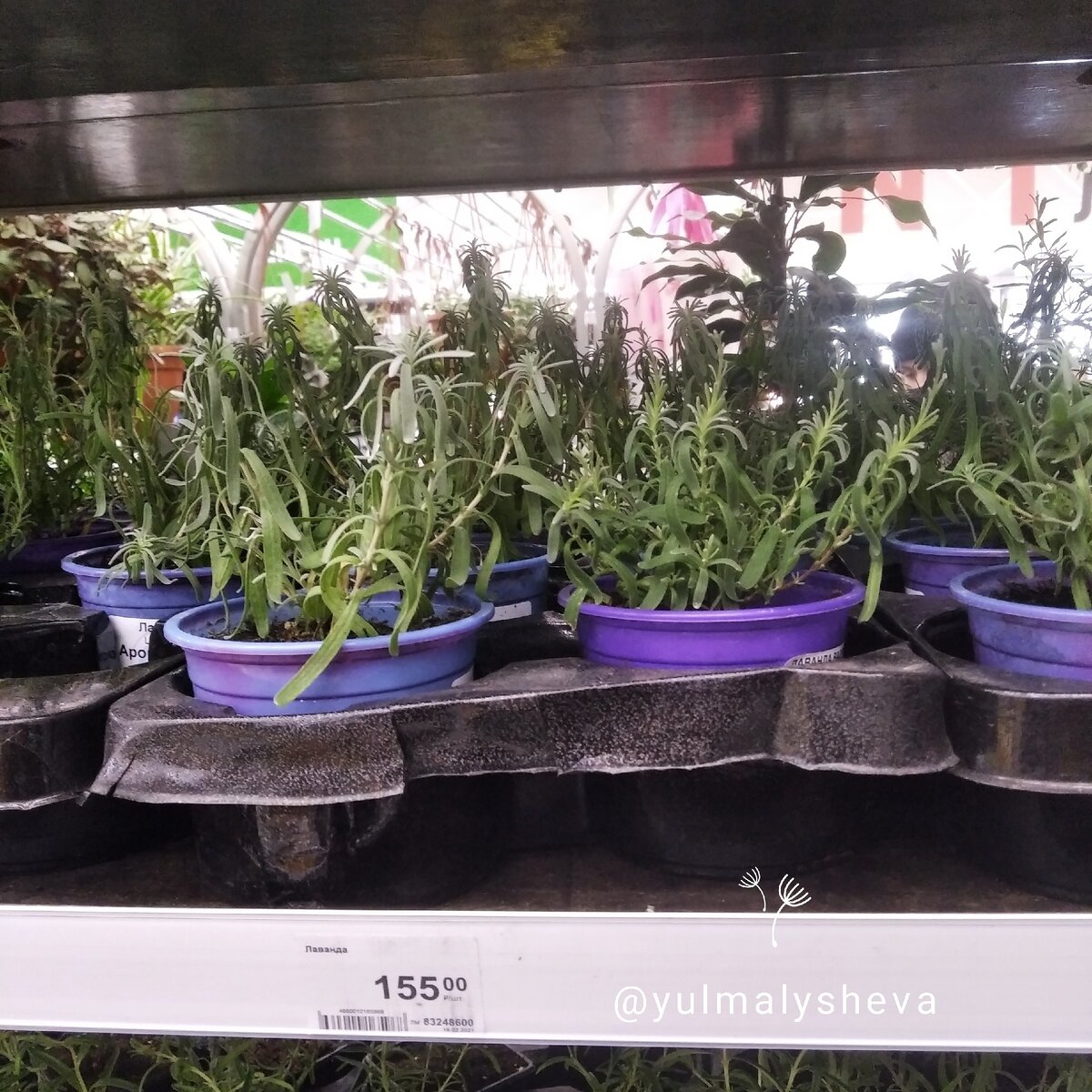 Можно вырастить пряности самим, но мне проще купить - например, лаванда сейчас продаётся в Леруа за 155 рублей