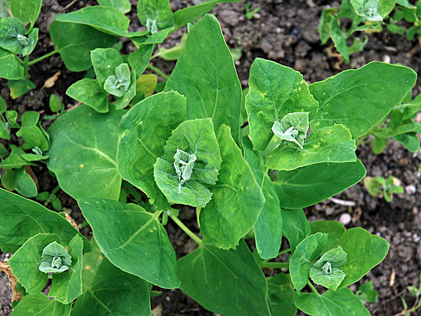 Лебеда садовая. http://florapedia.ru/