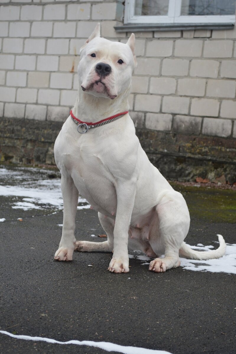 наша Джина в возрасте 2,5 года