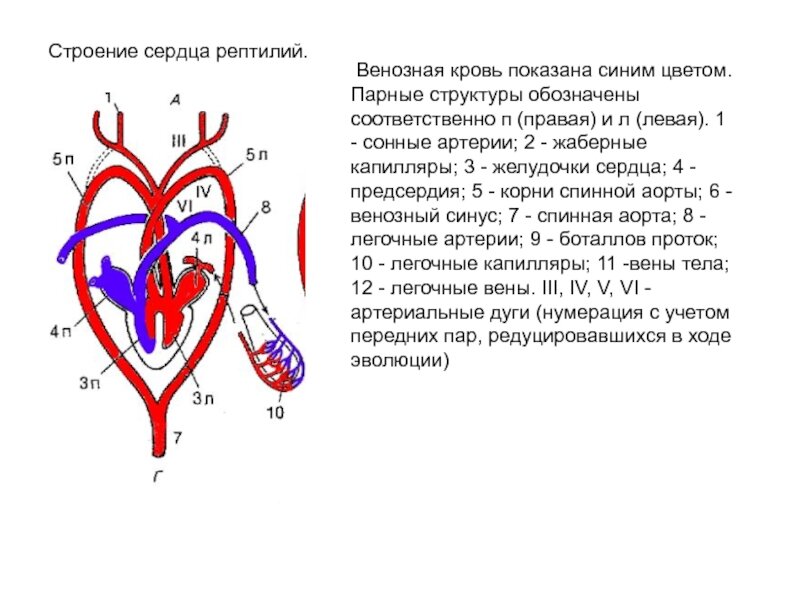 Артериальная кровь какого цвета на схеме