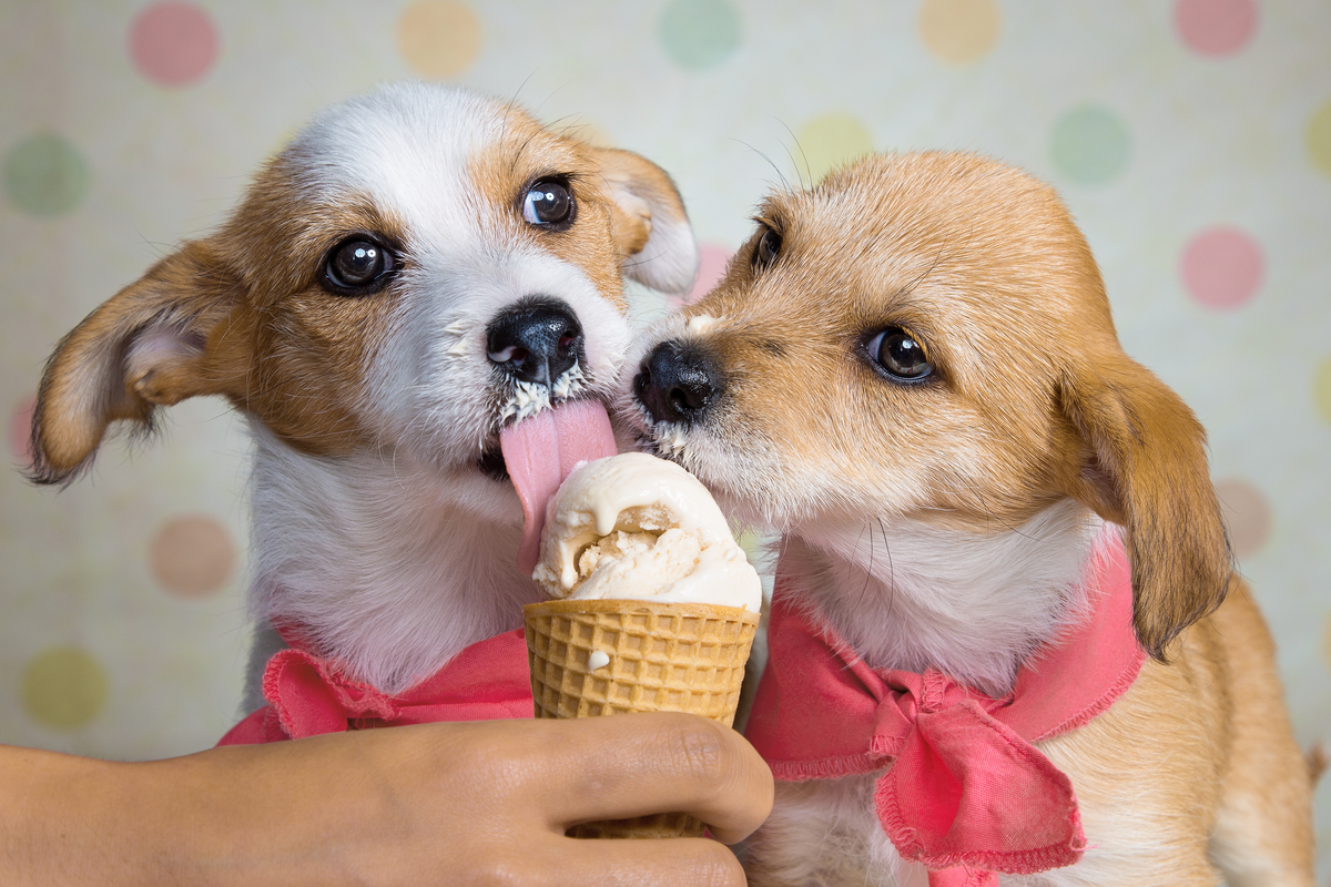 Какое животное ест собак. Мороженое для собак. Животные и сладости. Собачки и кошечки. Сладости для собак.