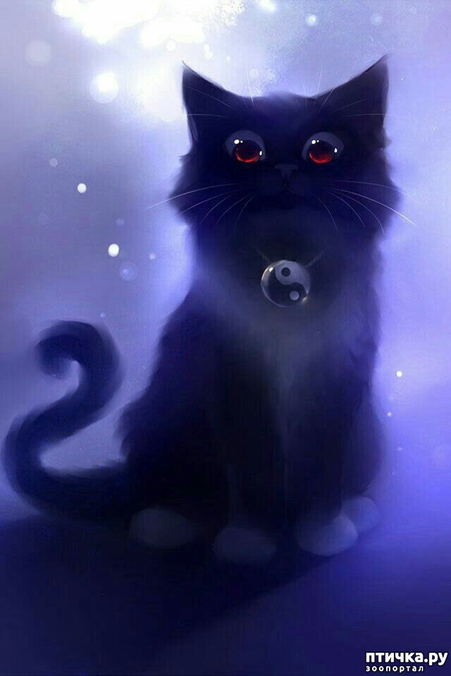 Котик
