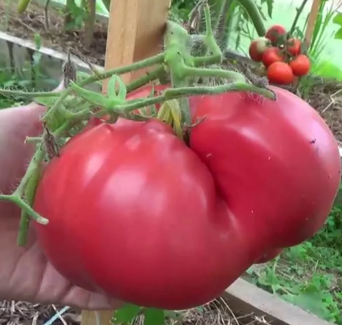 Семена урожайных томатов
