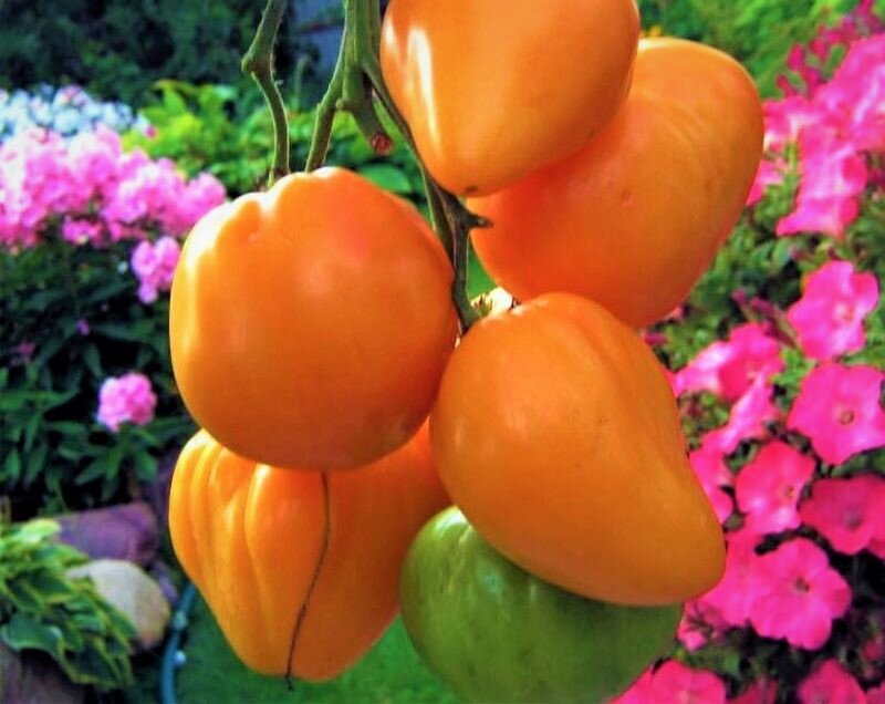 Медовый спас томаты урожайность. Сорт томата медовый спас. Семена томат медовый спас. СИБСАД томат медовый спас. Томат медовый спас (20 шт) Сибирский сад.