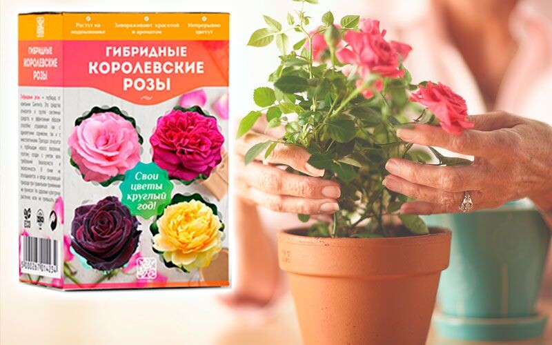 Для «домашней» посадки выбирают: бенгальские, миниатюрные чайные, королевские розы.   