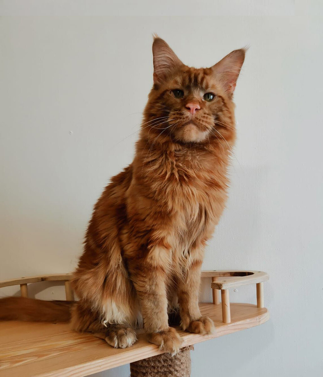 Мартин 1 год