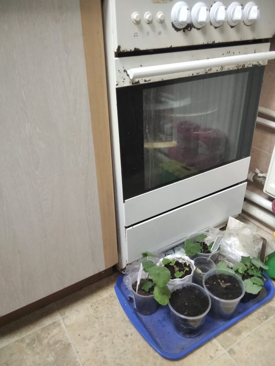 Самый крайний прозрачный горшок - ахименесы проклюнулись. Про них завтра напишу, а то завтра на работу рано. 