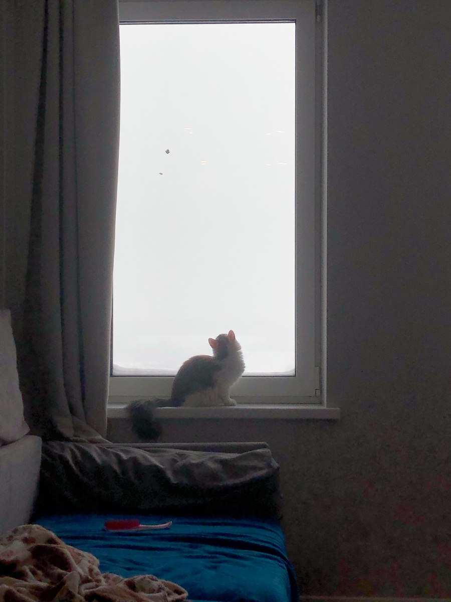 Учись наблюдению у животных