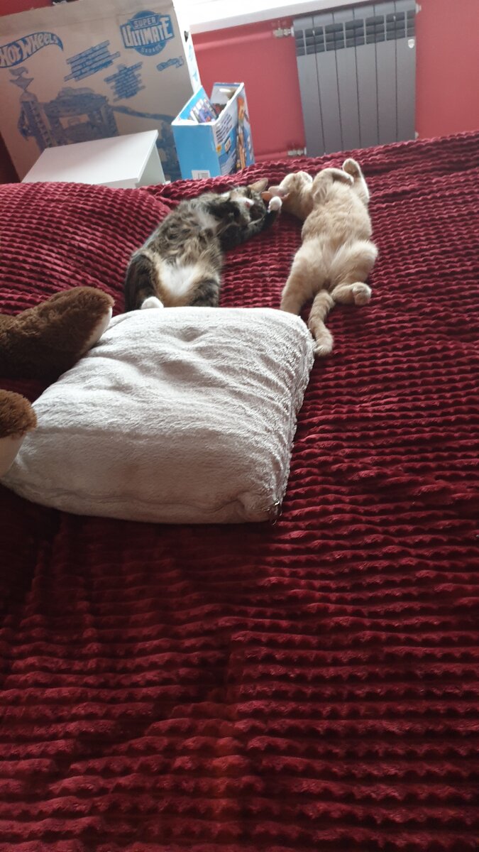 Мои котики