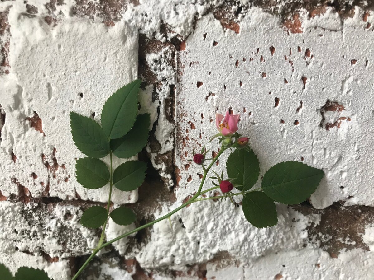 Фото автора. Китайская роза «Крылья ангела»