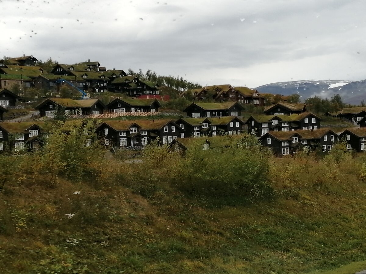 Трава, растущая на крышах норвежских домов. Как устроена такая кровля ...