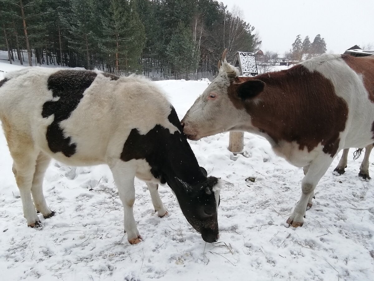 На прогулке. 