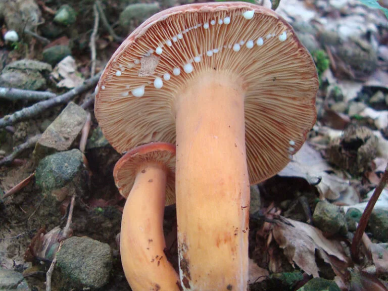 Фото Яндекс. Коллекции