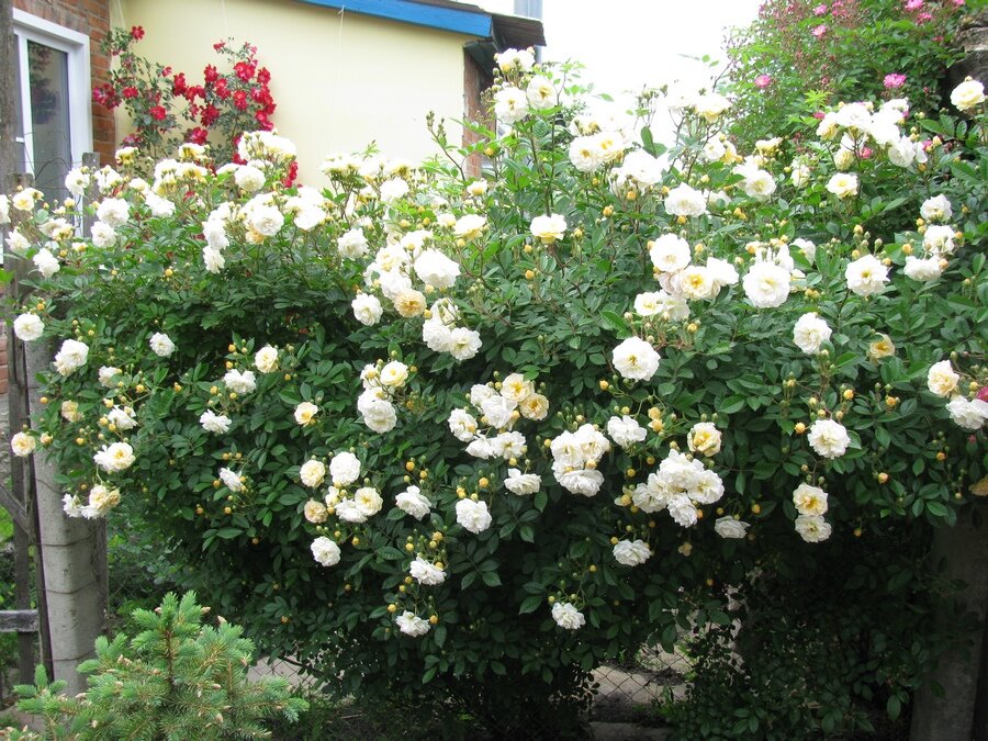 Плетистая роза