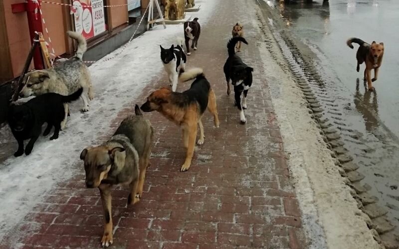 Фото бродячих собак на улице