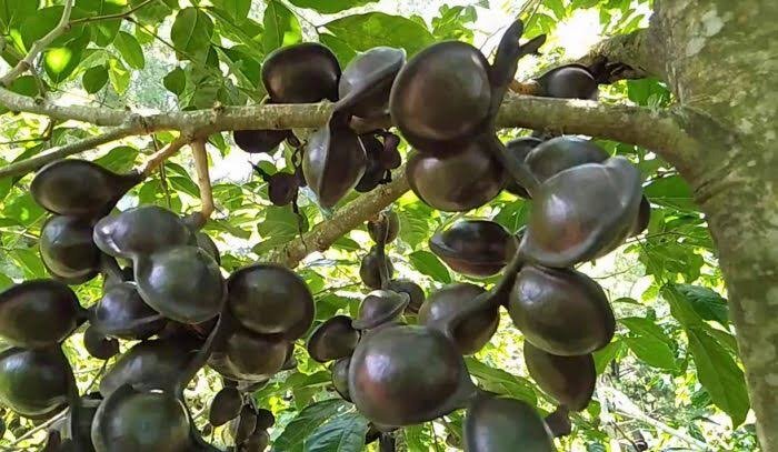 Плоды дженкол на дереве. Фото с gardencenter.co.id