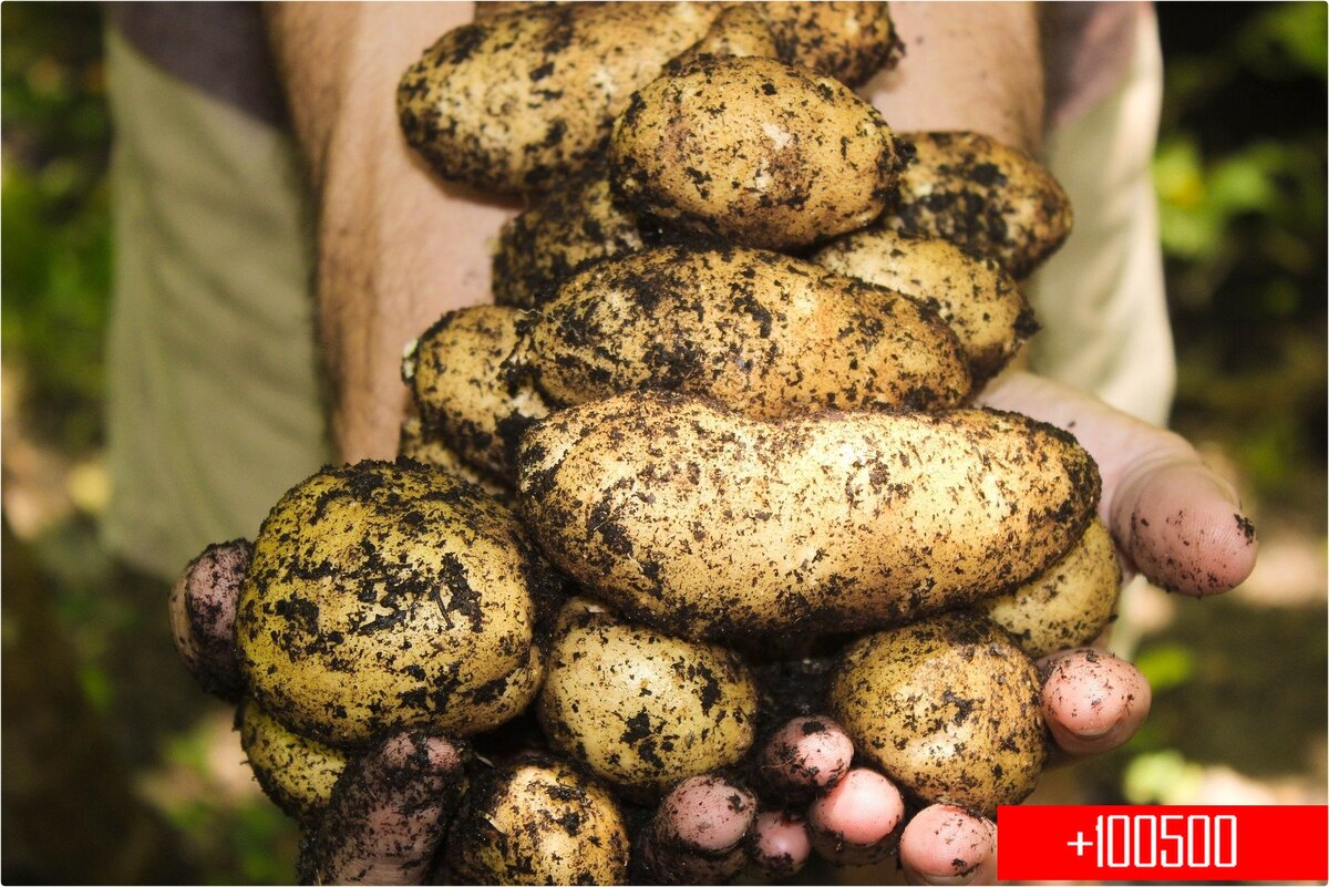 Выращивание картофеля как бизнес