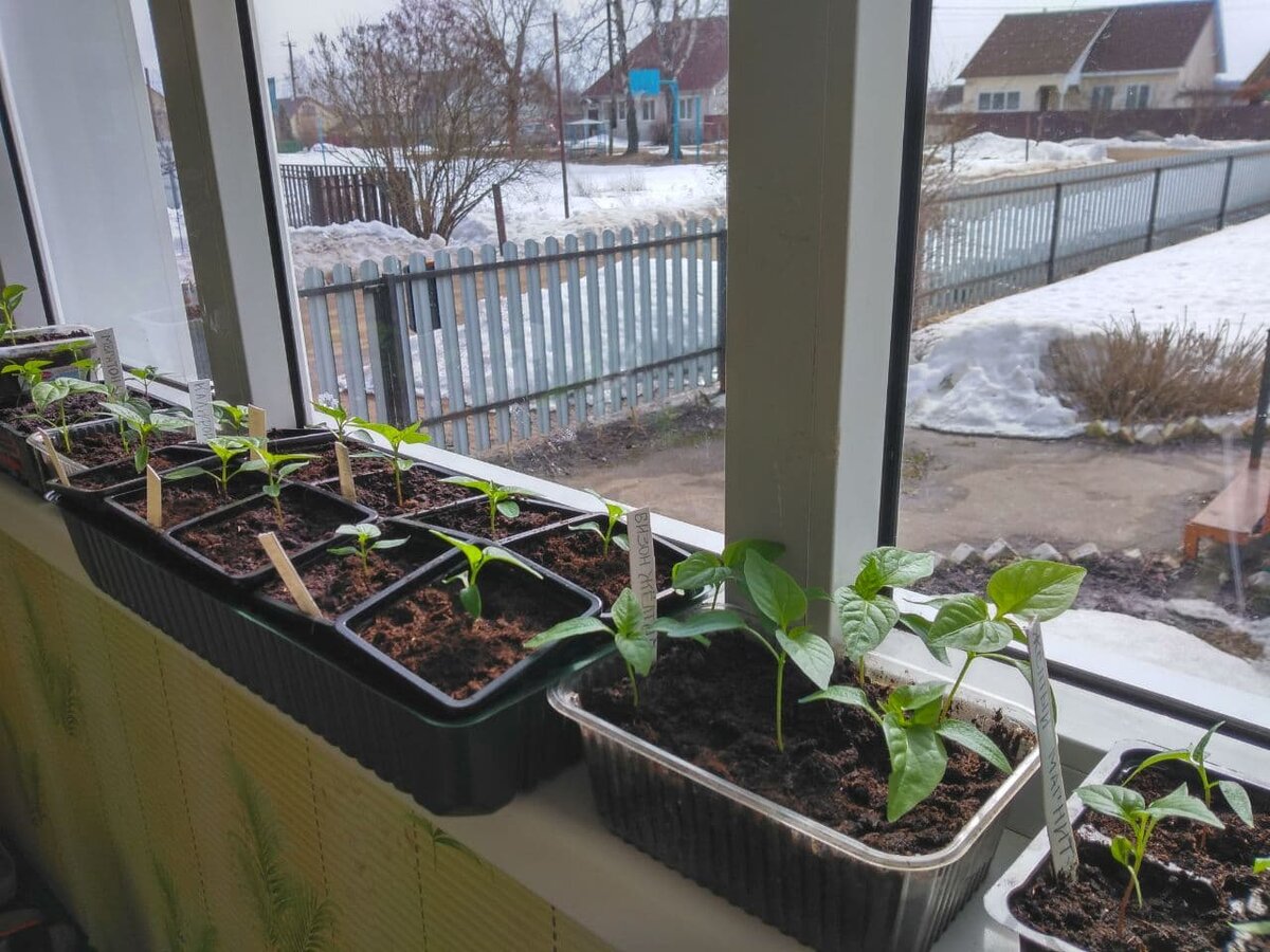 Перцы вынесены на холодную веранду. Продержу полдня, а потом поменяю с другой партией, которая пока томится на подоконнике.