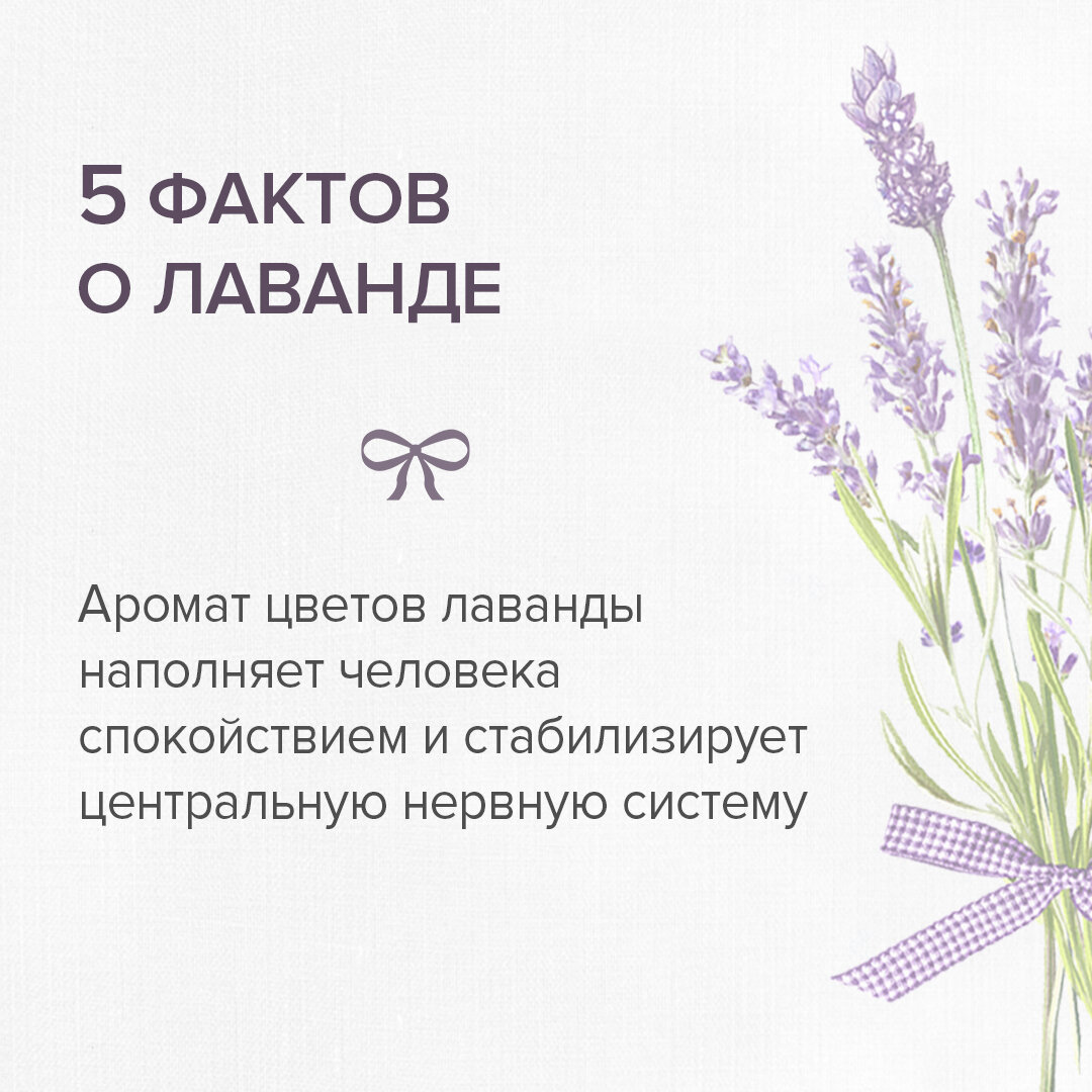 Lavanda Collection by VALIANT