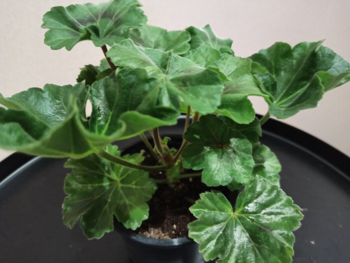 Кусты тюльпашек надо формировать сызмальства. Начинается все с прищипки главного стволика. Этот куст пока только "раздвоился", надо продолжать прищипки. Позирует молодая пеларгония 'Carmen Andrea'. (фото автора)