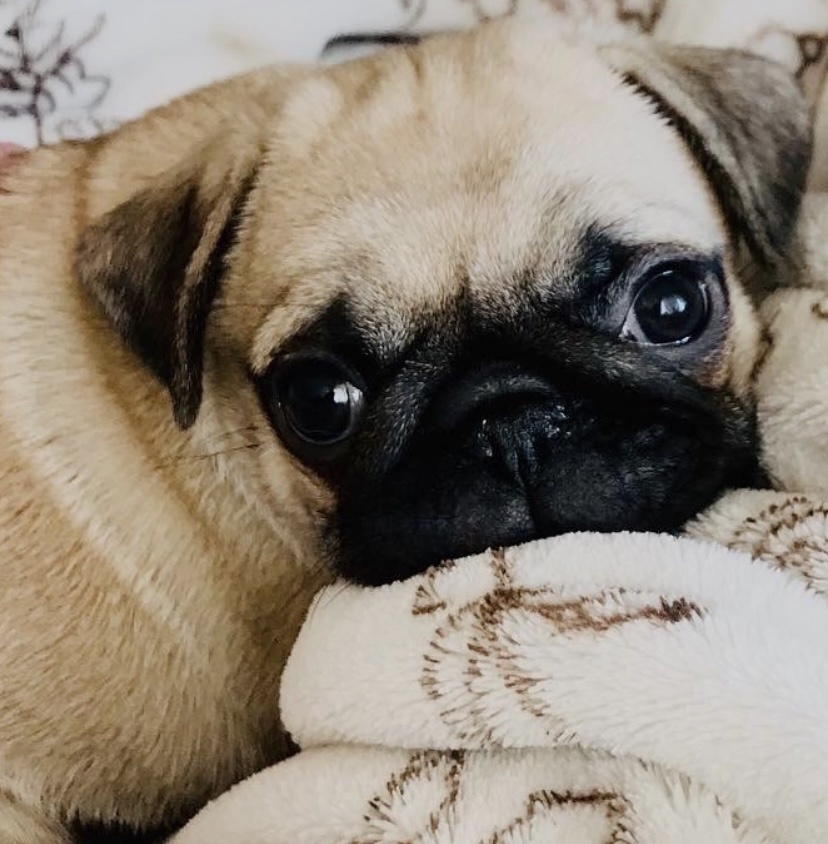 Мой прекрасный собакен 