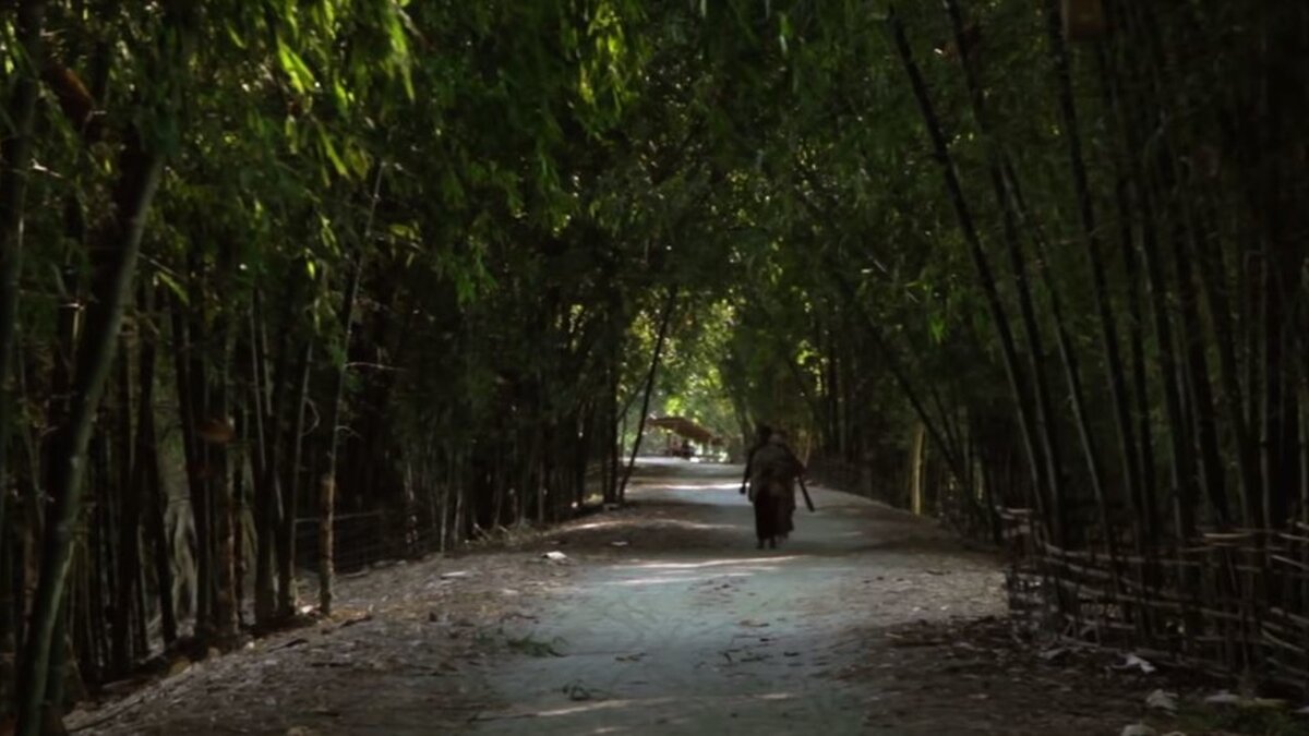 Мужчина из Индии просто сажал деревья, а теперь его знает весь мир. Рассказываю его невероятную историю