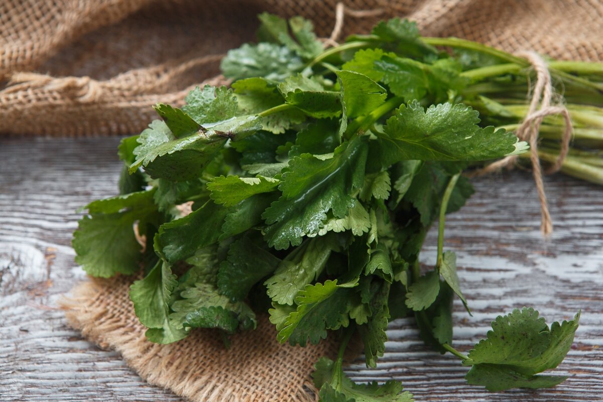 Петрушка укроп руккола. Зеленый лук укроп петрушка кинза. Зелень для еды. Зелень укроп петрушка кинза. Полезная зелень.