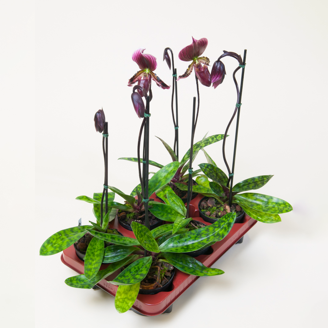 Paphiopedilum