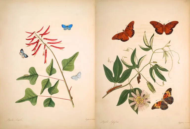 Маленькая голубая бабочка аргус (Papilio argiolus) и большой американский фритиллер (Papilio passiflorae)