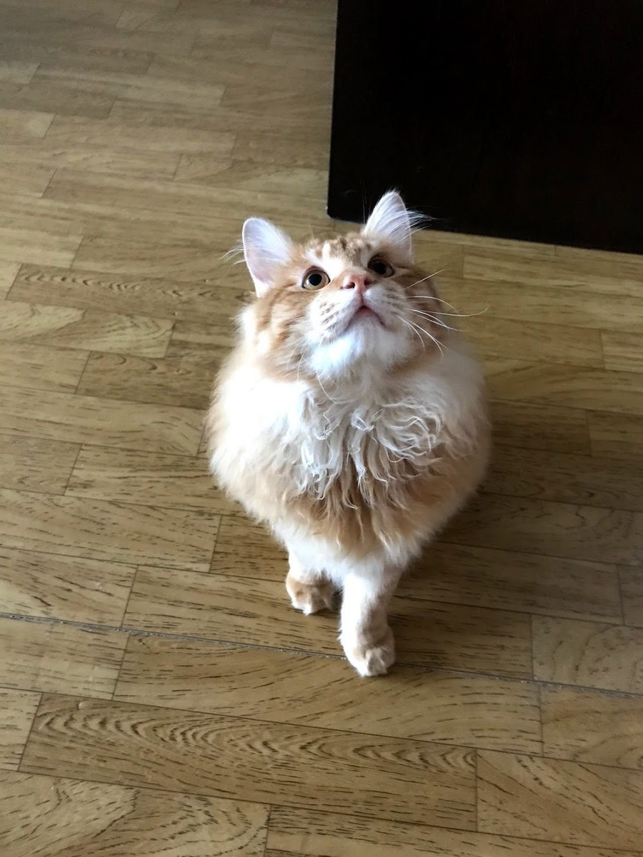 Как решиться завести кошку, если у вас никогда не было опыта содержания этого уютного пушистого друга? Я расскажу, какими могут быть кошки, а вы пополните свою копилку аргументов “за”. 
Кошка красива

У неё большие выразительные глаза, благородный окрас шубки, изящные движения. Её отточенная грациозность покорит любого эстета.

Кошка уютна – мягкая, тёплая, ласковая, пушистая

Она поёт свои колыбельные, сидя у вас на коленях или находясь рядом. Её мурчание успокаивает даже в самый тяжелый и ненастный день.

Кошка — психотерапевт

Не зря в психологии есть такое понятие как фелинотерапия (кошкотерапия). Если у вас на душе неспокойно, просто возьмите на руки хвостатую любимицу, понаблюдайте за её действиями, пообщайтесь с ней.

Кошка — друг

Она всегда вас внимательно выслушает и не будет сплетничать за спиной. Она не будет учить прописным истинам и давать непрошенных советов. Кошка тихо помурлычет, и вы сами примете, что “утро вечера мудренее”, и вы совсем не одиноки в этом мире.

Кошка — лекарь

Она сама найдёт больное место и уверенно уляжется на него. Если боль утихла, скажите кошке “спасибо”.

Кошка — сиделка