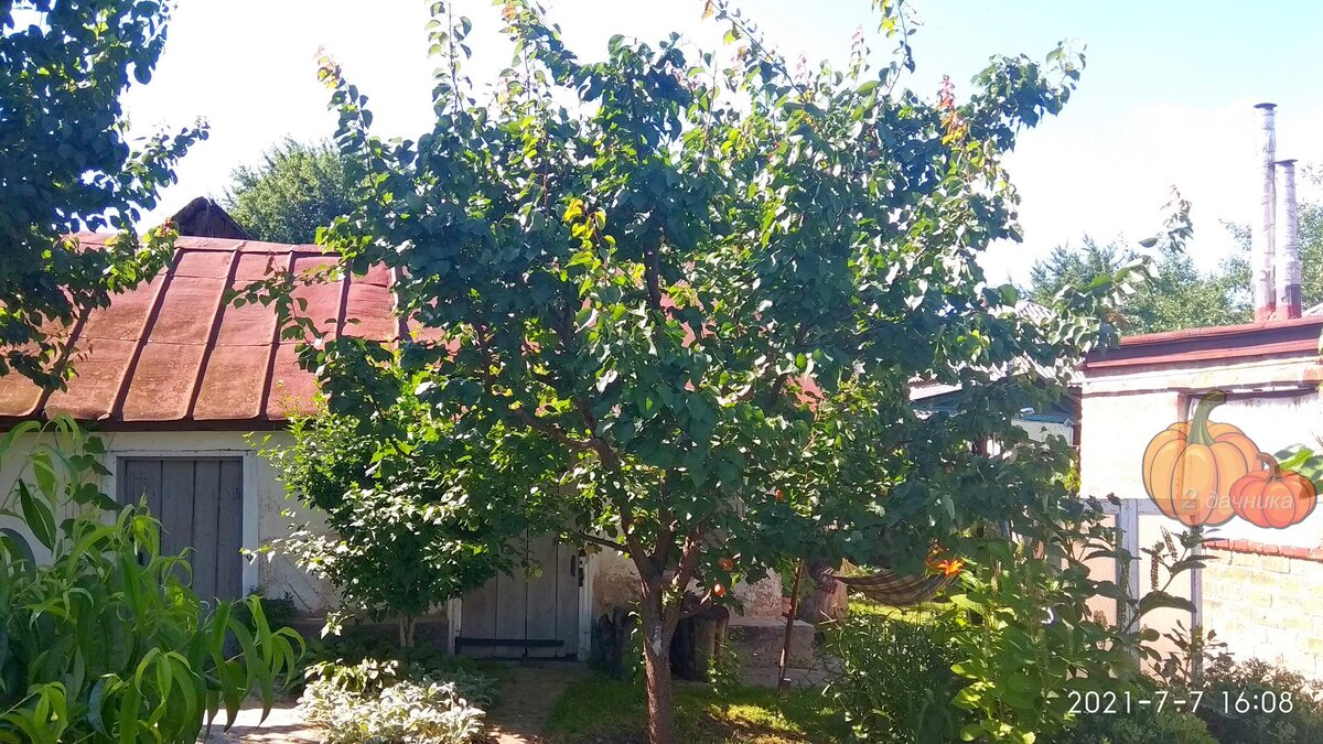 Абрикос «Голдрич», но он совсем не «Голдрич».