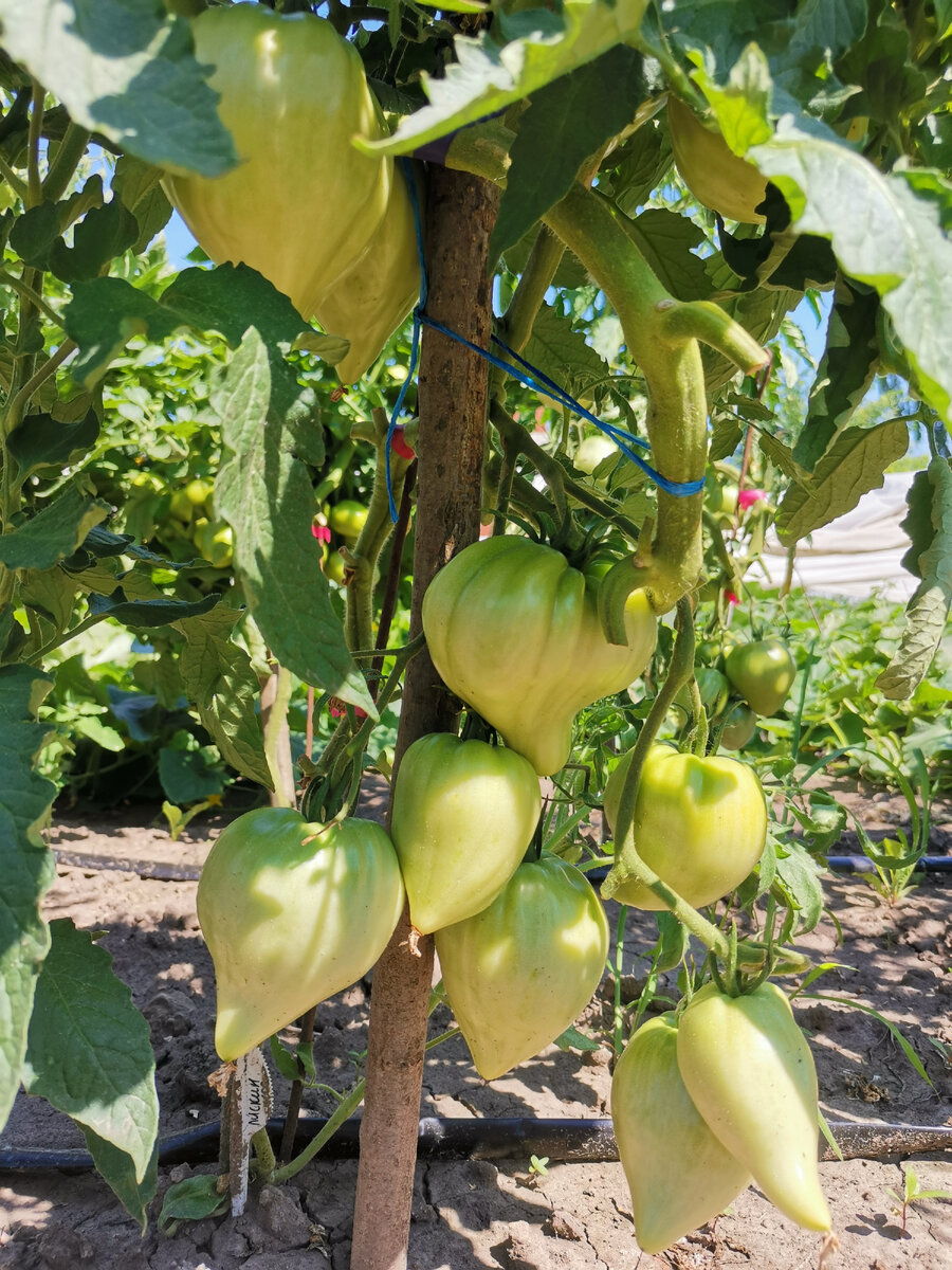 Сорт "Лискин нос" 