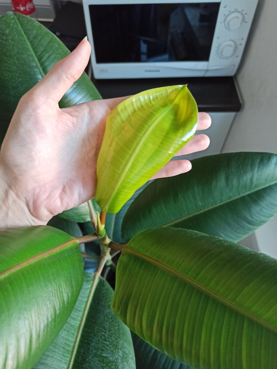 Малыш совсем и следующий такой же растет