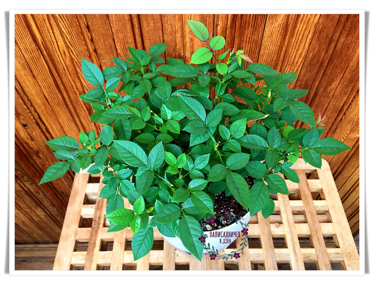 5 августа. 10 дней после покупки и пересадки с полной обрезкой бутонов. Новых листьев не счесть. И даже бутон первый наметился. То ли ещё будет ой-ой-ой :))