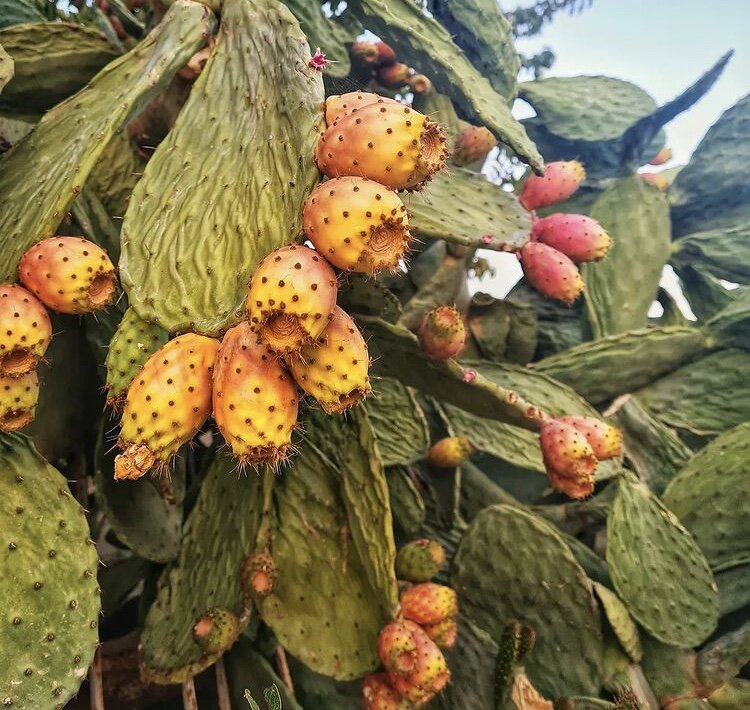 Fico - инжир, это мы знаем, но этот фрукт не похож на инжир, Fico d’India - плоды индийской опунции. (Фото автора) 