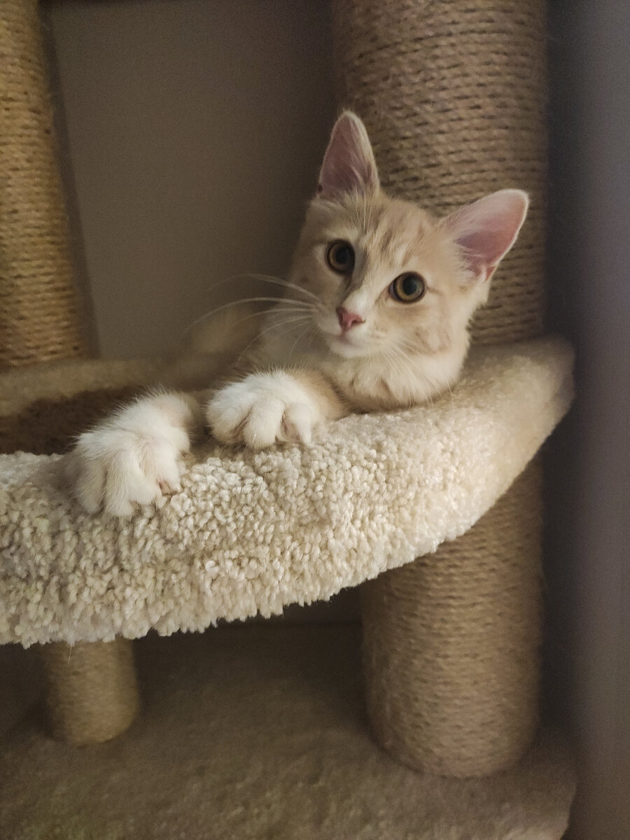 Фото автора. Персея дома после стационара