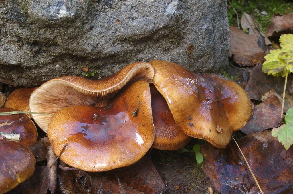 Желто-бурая рядовка, растущая из-под рукотворного камня (фото И.Лебединского)