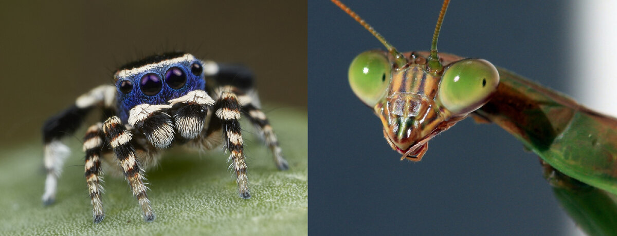 Насекомые и паукообразные - это два разных класса животных. У них общий тип - членистоногие, куда также входят еще два класса ракообразные и многоножки. Пауки внешне похожи на насекомых.