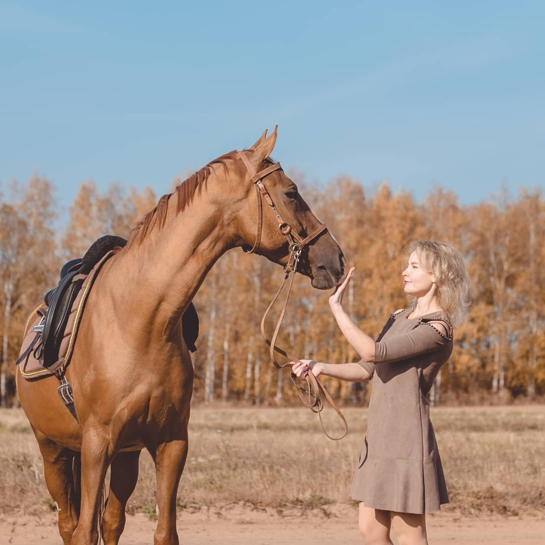 Знакомства с лошадью важный этап контакта