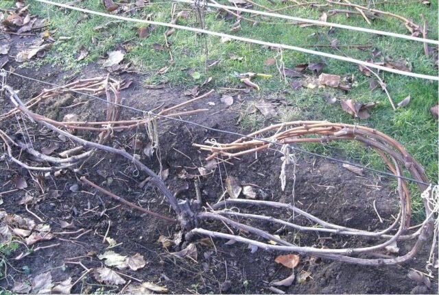 Подготовка куста к зиме