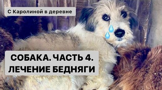 Собака. Часть 4. Лечение