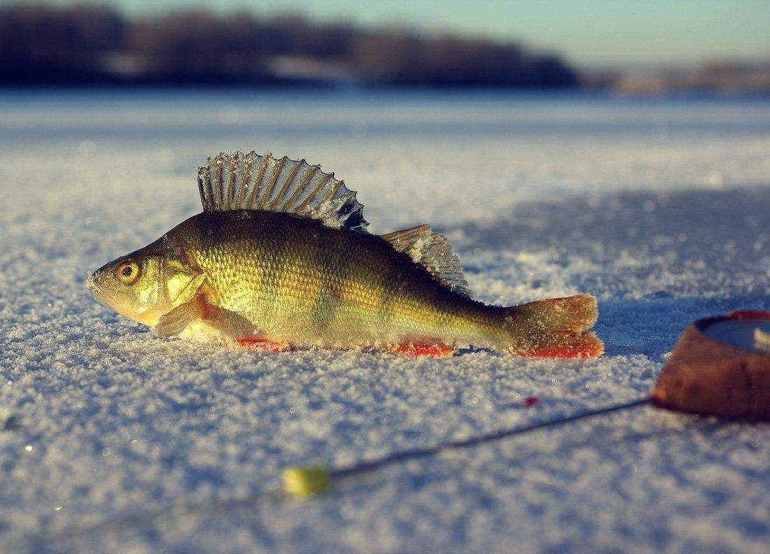 ПЕРМСКИЙ 