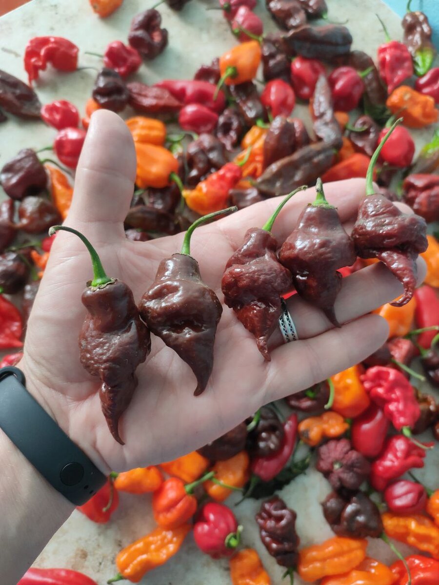 Фото Сергей Галанов