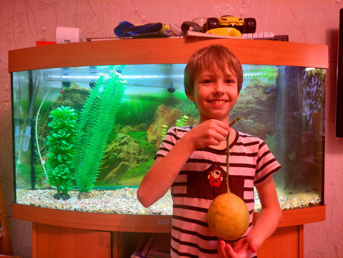 Вес этого лимона - 450 граммов