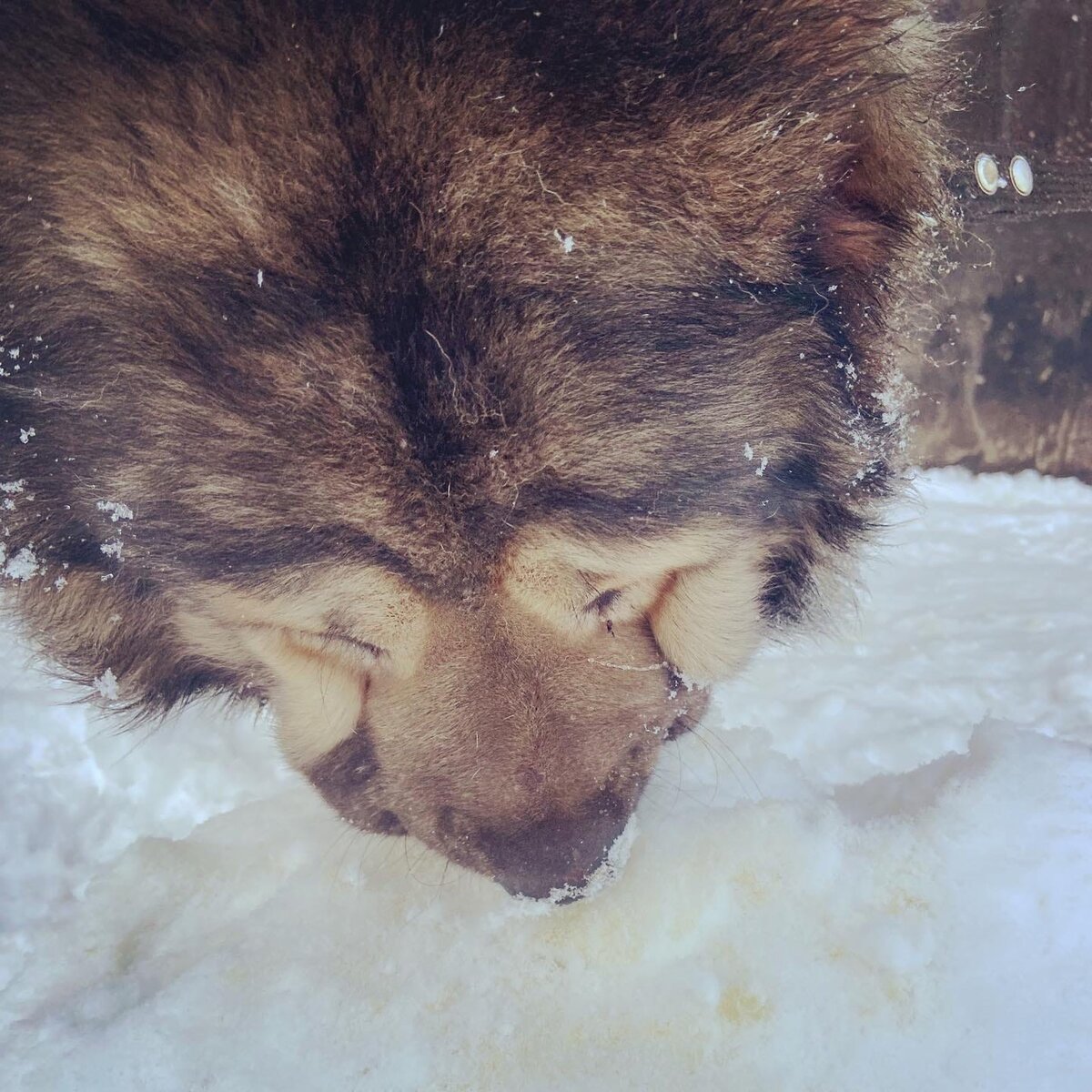 Собака - не подарок или как кавказец в приюте оказался | Dudusik Dog | Дзен