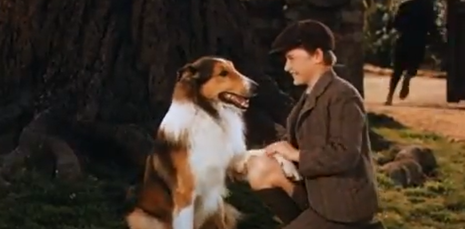 Лэсси (Пэл) и Джо (Родди Макдауэл), кадр из фильма "Лесси возвращается домой" (1943)